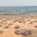 Tabuleiro do Embaubal é destaque como um dos maiores berçários de tartarugas da América do Sul
