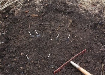 “Terra preta da Amazônia” impulsiona crescimento de árvores em até 88%, aponta estudo