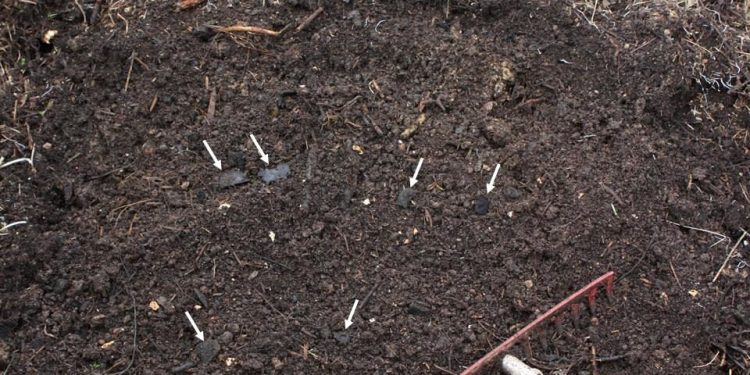 “Terra preta da Amazônia” impulsiona crescimento de árvores em até 88%, aponta estudo