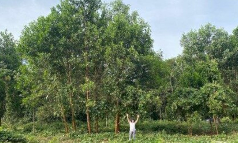 “Terra preta da Amazônia” impulsiona crescimento de árvores em até 88%, aponta estudo