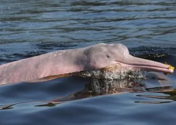 Imazon apresenta mapeamento inédito de áreas úmidas na COP15 das Espécies Migratórias