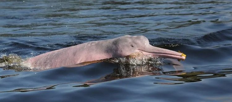 Imazon apresenta mapeamento inédito de áreas úmidas na COP15 das Espécies Migratórias