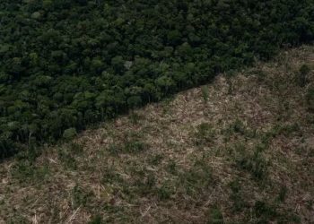 Desmatamento cai no Amazonas, porém estado segue entre os mais impactados
