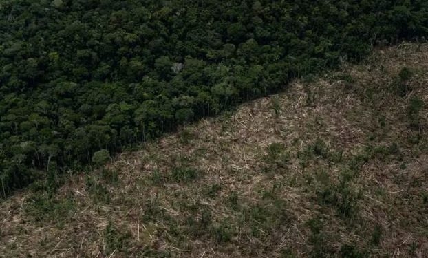 Desmatamento cai no Amazonas, porém estado segue entre os mais impactados