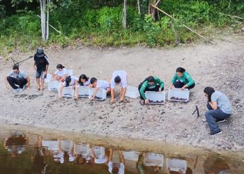 Comunidades ribeirinhas lideram soltura de quelônios e fortalecem preservação na Amazônia