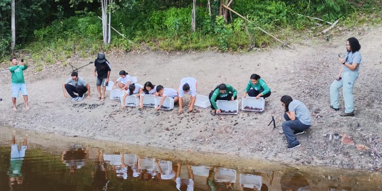 Comunidades ribeirinhas lideram soltura de quelônios e fortalecem preservação na Amazônia