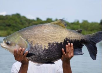 Defeso do tambaqui chega ao fim e pesca é liberada no Amazonas