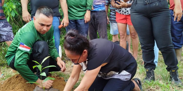 Idam distribui 6,1 mil mudas de castanheira em Iranduba e Manacapuru