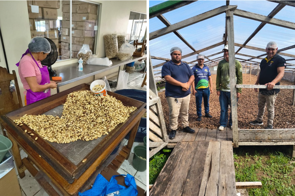 Com apoio do Idam, fábrica de castanha no Amazonas alcança 18 toneladas mensais