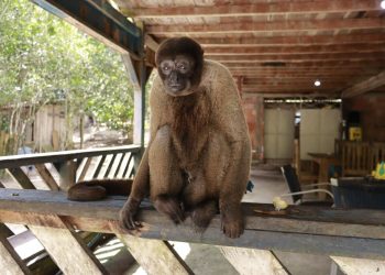 Ipaam resgata macaco-barrigudo mantido em um sítio na BR-174
