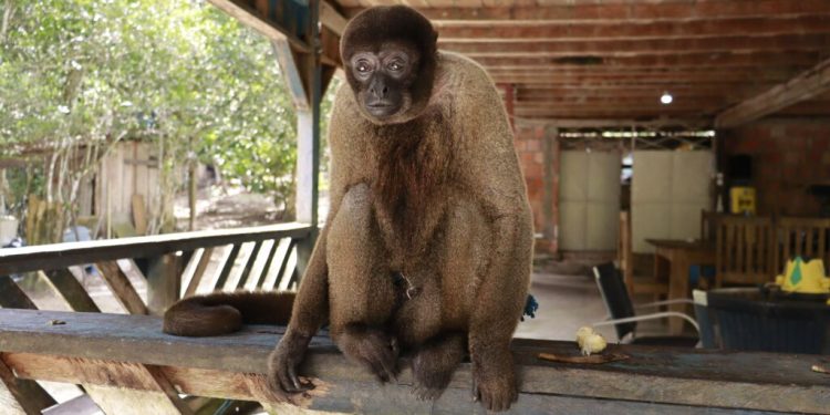 Ipaam resgata macaco-barrigudo mantido em um sítio na BR-174