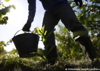 Governo lança plano para impulsionar a bioeconomia no Brasil