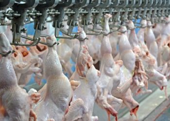 Alta do diesel e embalagens pressiona custos da avicultura no Brasil