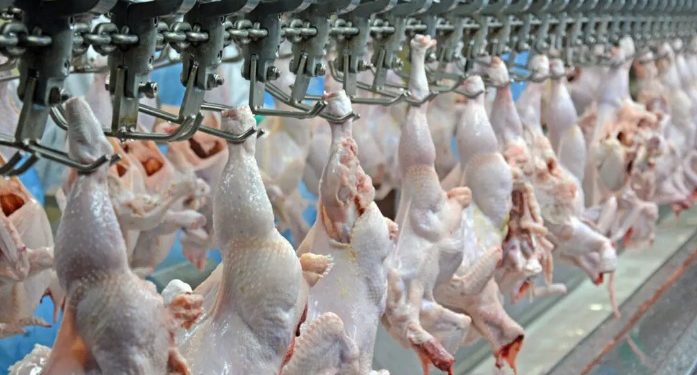 Alta do diesel e embalagens pressiona custos da avicultura no Brasil