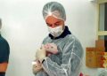 Brasil realiza primeira clonagem de porco para estudos de transplantes