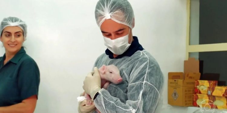Brasil realiza primeira clonagem de porco para estudos de transplantes