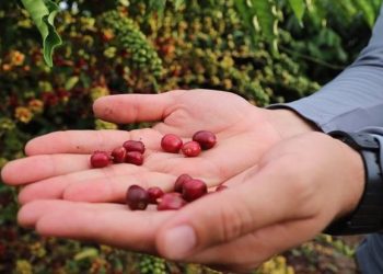 Cafeicultura no Amazonas cresce mais de 340% com Robustas Amazônicos