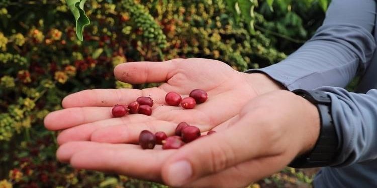 Cafeicultura no Amazonas cresce mais de 340% com Robustas Amazônicos