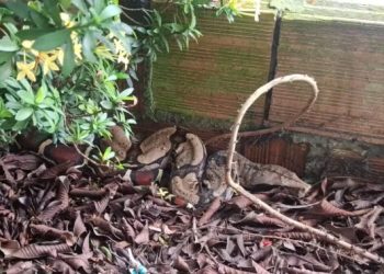 Jiboia é resgatada em escola na Zona Norte de Manaus