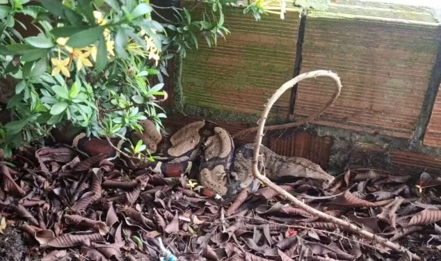 Jiboia é resgatada em escola na Zona Norte de Manaus