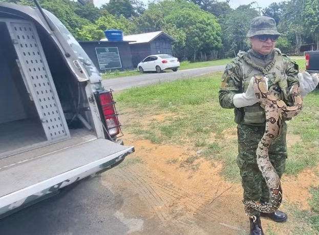 Jiboia é resgatada em escola na Zona Norte de Manaus