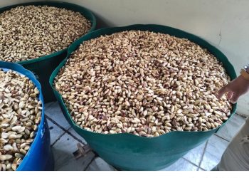Com apoio do Idam, fábrica de castanha no Amazonas alcança 18 toneladas mensais