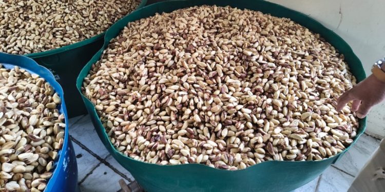 Com apoio do Idam, fábrica de castanha no Amazonas alcança 18 toneladas mensais