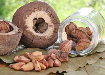 Castanha-da-Amazônia gera renda e fortalece comunidades indígenas em Rondônia