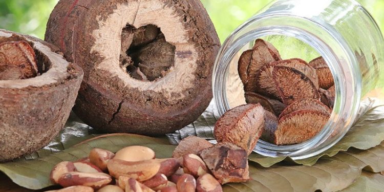 Castanha-da-Amazônia gera renda e fortalece comunidades indígenas em Rondônia