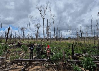 Ipaam aplica mais de R$ 10 milhões em multas ambientais na Operação Tamoiotatá 6 no Amazonas