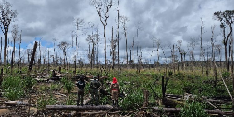Ipaam aplica mais de R$ 10 milhões em multas ambientais na Operação Tamoiotatá 6 no Amazonas