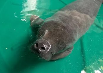 Filhote de peixe-boi é salvo por pescador em Itacoatiara no Amazonas