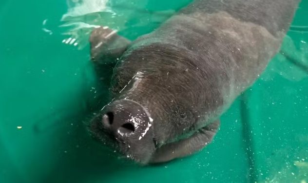 Filhote de peixe-boi é salvo por pescador em Itacoatiara no Amazonas