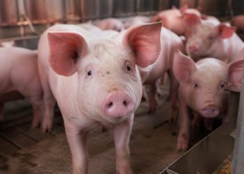 Preço do suíno cai em abril mesmo com exportações em alta no Brasil
