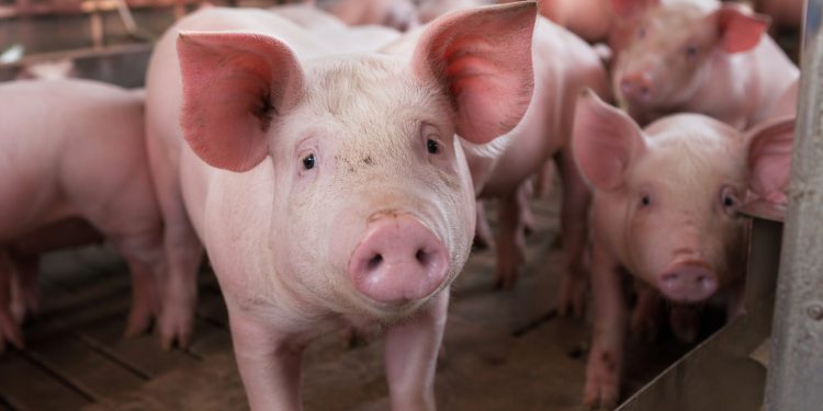 Preço do suíno cai em abril mesmo com exportações em alta no Brasil