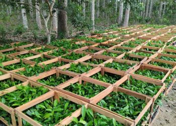 Amazonas recebe 39 mil mudas de castanheira em projeto de recuperação ambiental do Idam