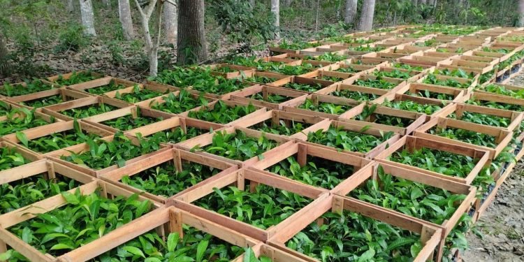 Amazonas recebe 39 mil mudas de castanheira em projeto de recuperação ambiental do Idam