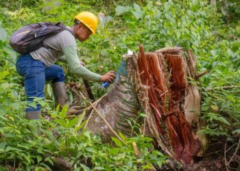 Povo Ashaninka vira referência em gestão florestal sustentável na Amazônia peruana