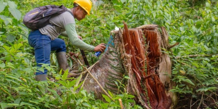Povo Ashaninka vira referência em gestão florestal sustentável na Amazônia peruana