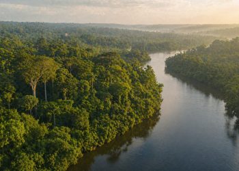 Recursos de concessões florestais fortalecem conservação na Amazônia