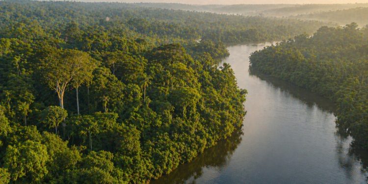 Recursos de concessões florestais fortalecem conservação na Amazônia