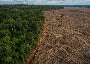 Desmatamento na Amazônia cai no primeiro trimestre de 2026