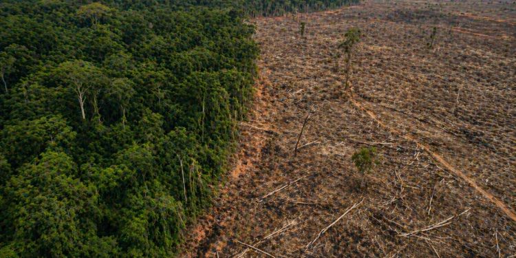 Desmatamento na Amazônia cai no primeiro trimestre de 2026