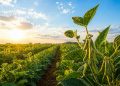 Soja tem cenário positivo no Brasil com clima favorável, diz Conab