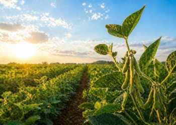 Soja tem cenário positivo no Brasil com clima favorável, diz Conab