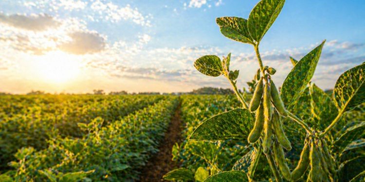 Soja tem cenário positivo no Brasil com clima favorável, diz Conab