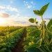 Soja tem cenário positivo no Brasil com clima favorável, diz Conab