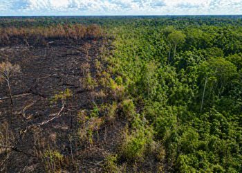 Pesquisa revela que Floresta Amazônica se recupera e rejeita tese de savanização