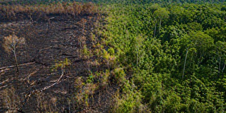 Pesquisa revela que Floresta Amazônica se recupera e rejeita tese de savanização