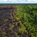 Pesquisa revela que Floresta Amazônica se recupera e rejeita tese de savanização